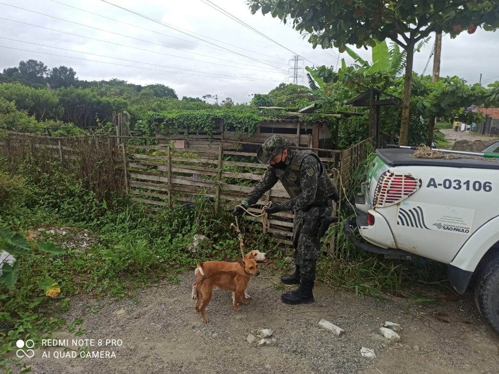 Dois cães são resgatados em situação de maus-tratos em Bertioga