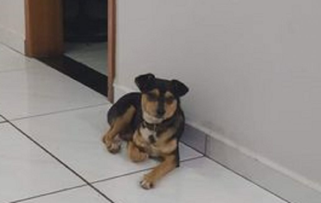 Internauta tenta localizar cachorrinho que sumiu na região do Padovani