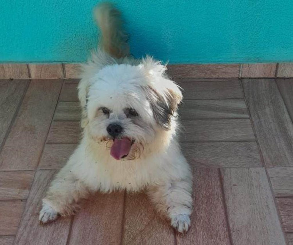 Cachorro foi encontrado no Paulo Godoy
