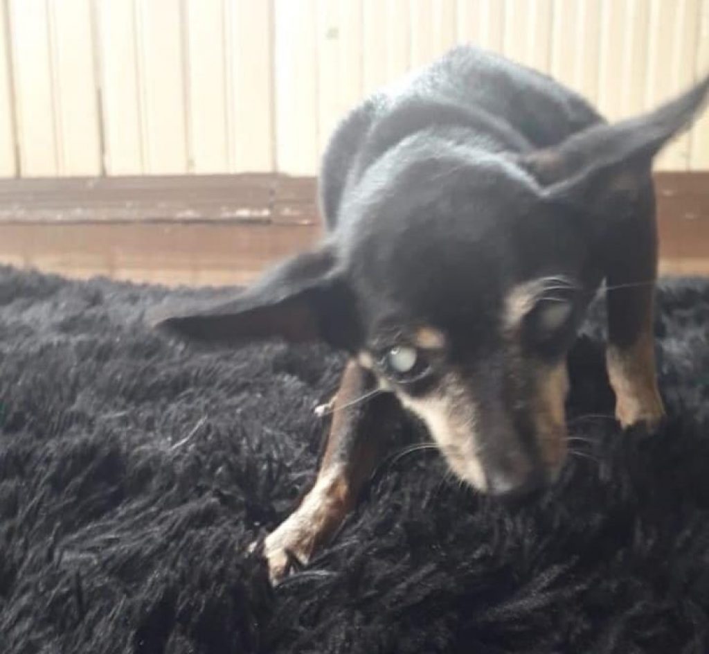 Cachorrinha cega é resgatada no Pioneiros Catarinenses