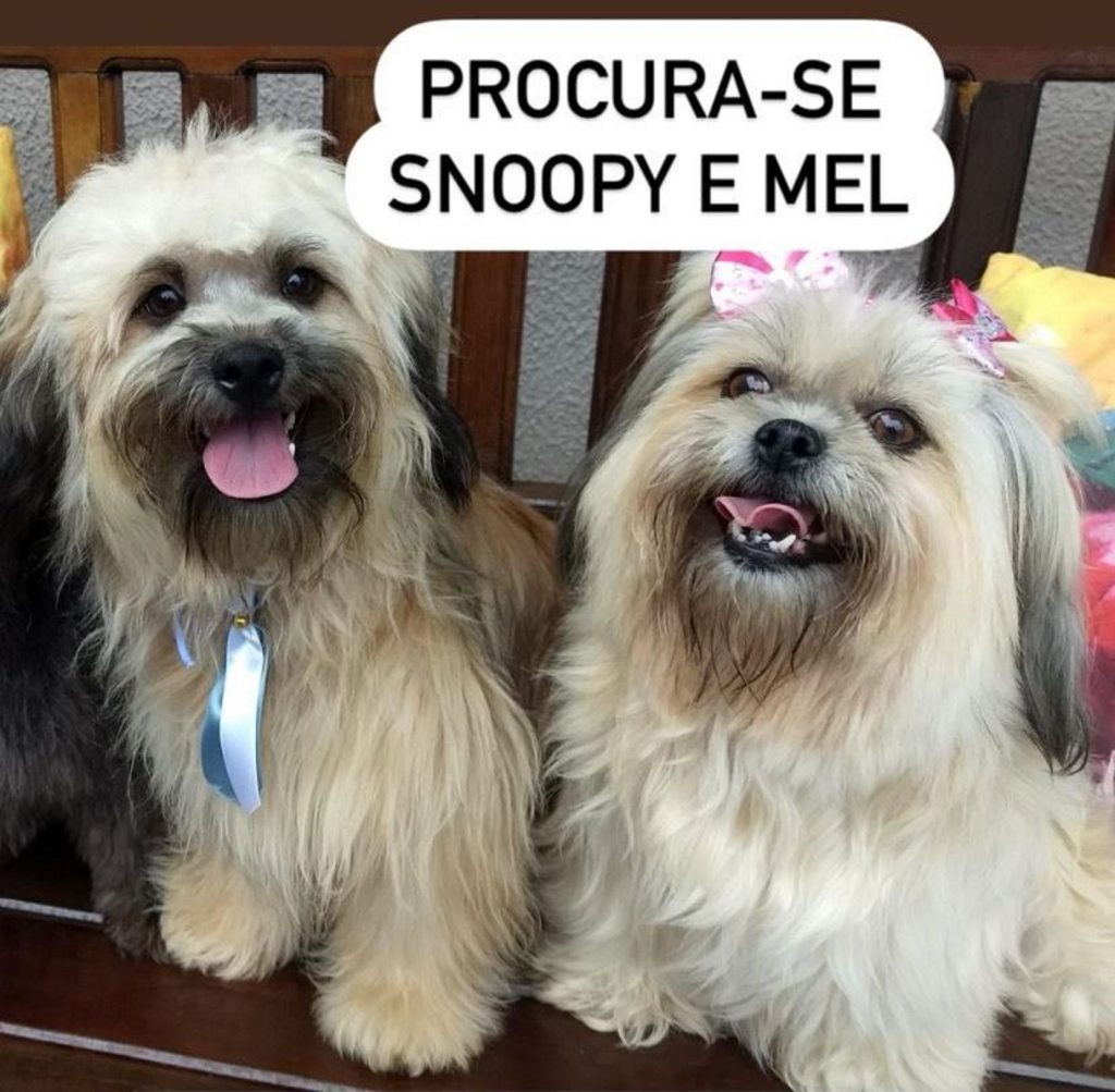 Snoopy e Mel sumiram no Santo Onofre