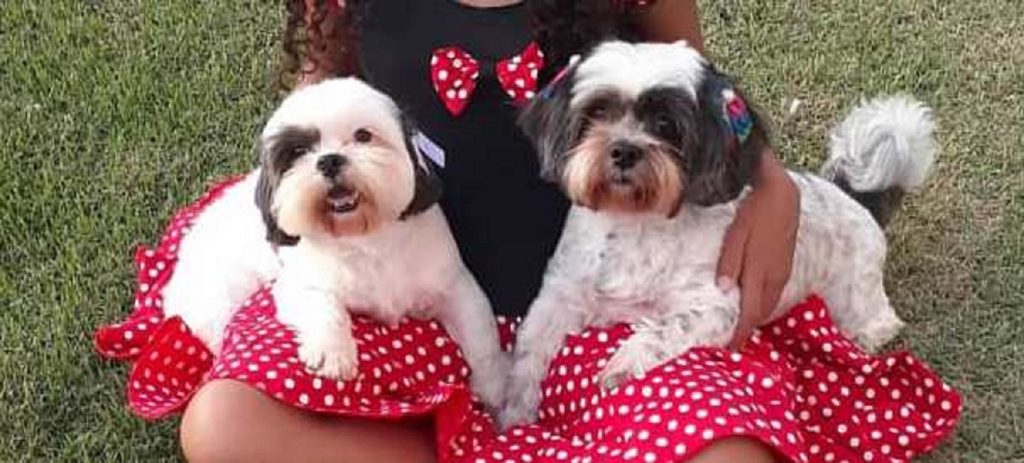 Cachorrinhas sumiram no Floresta
