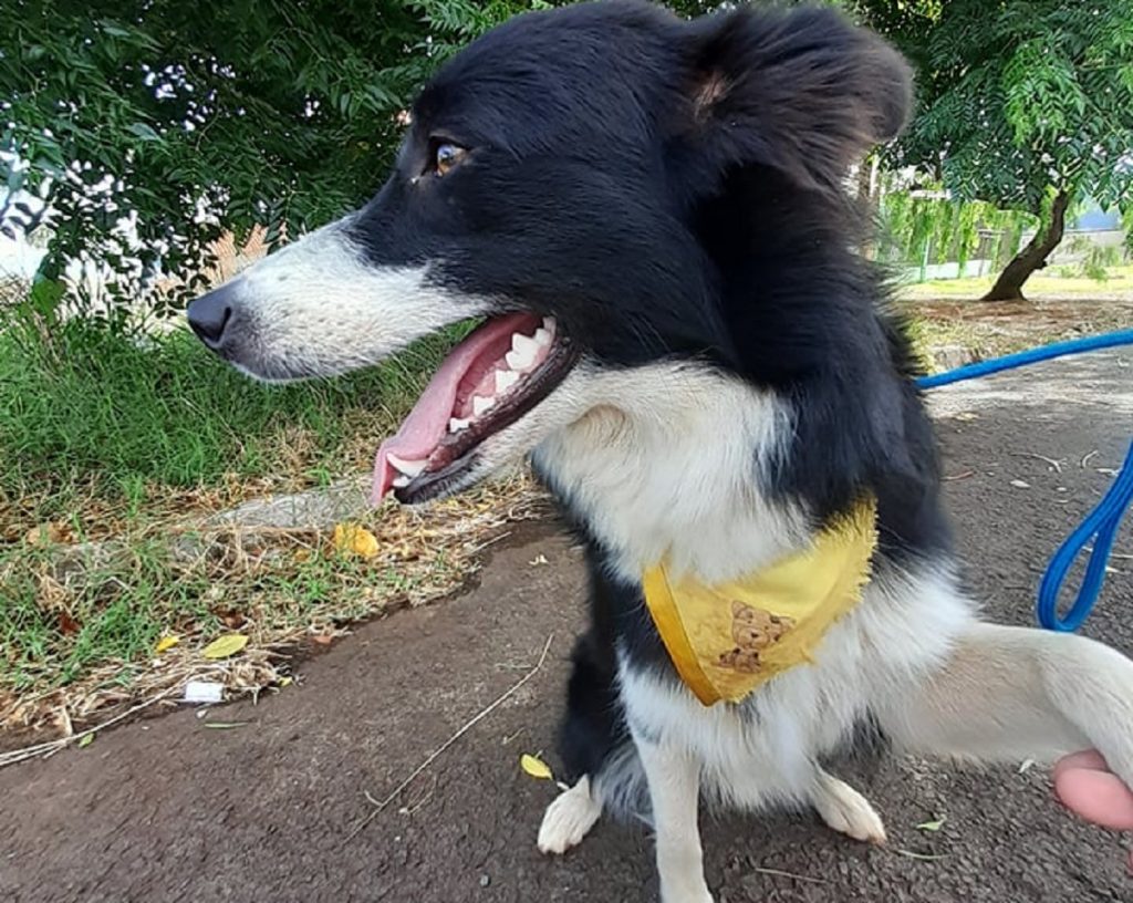 Cachorra foi encontrada na Região da FAG