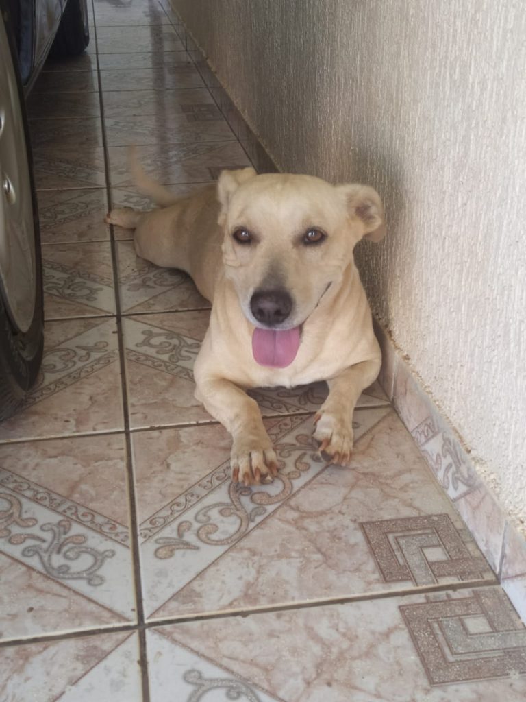 Internauta procura Thor que desapareceu no Bairro São Cristóvão