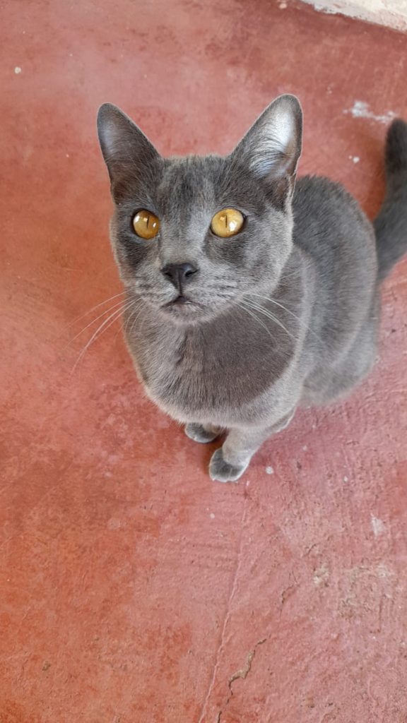 Internauta procura gatinho que desapareceu no Bairro Universitário