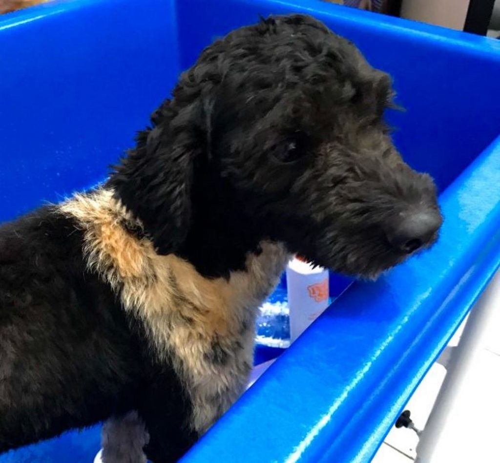 Cachorro Negão desapareceu no Santo Onofre