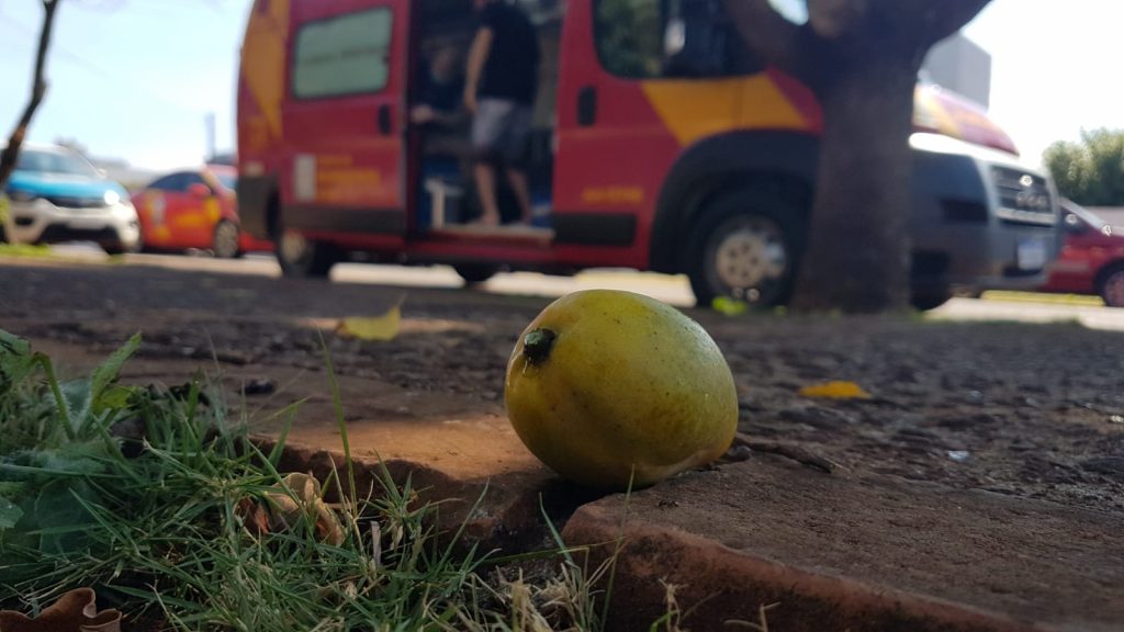Ao retirar manga, mulher cai de árvore e fica ferida no Bairro Neva, em Cascavel