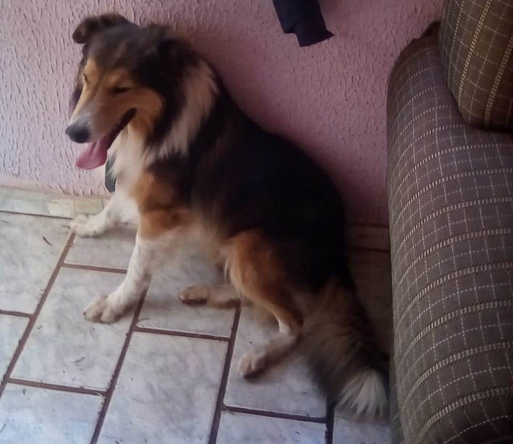 Cachorro é encontrado no Santa Cruz