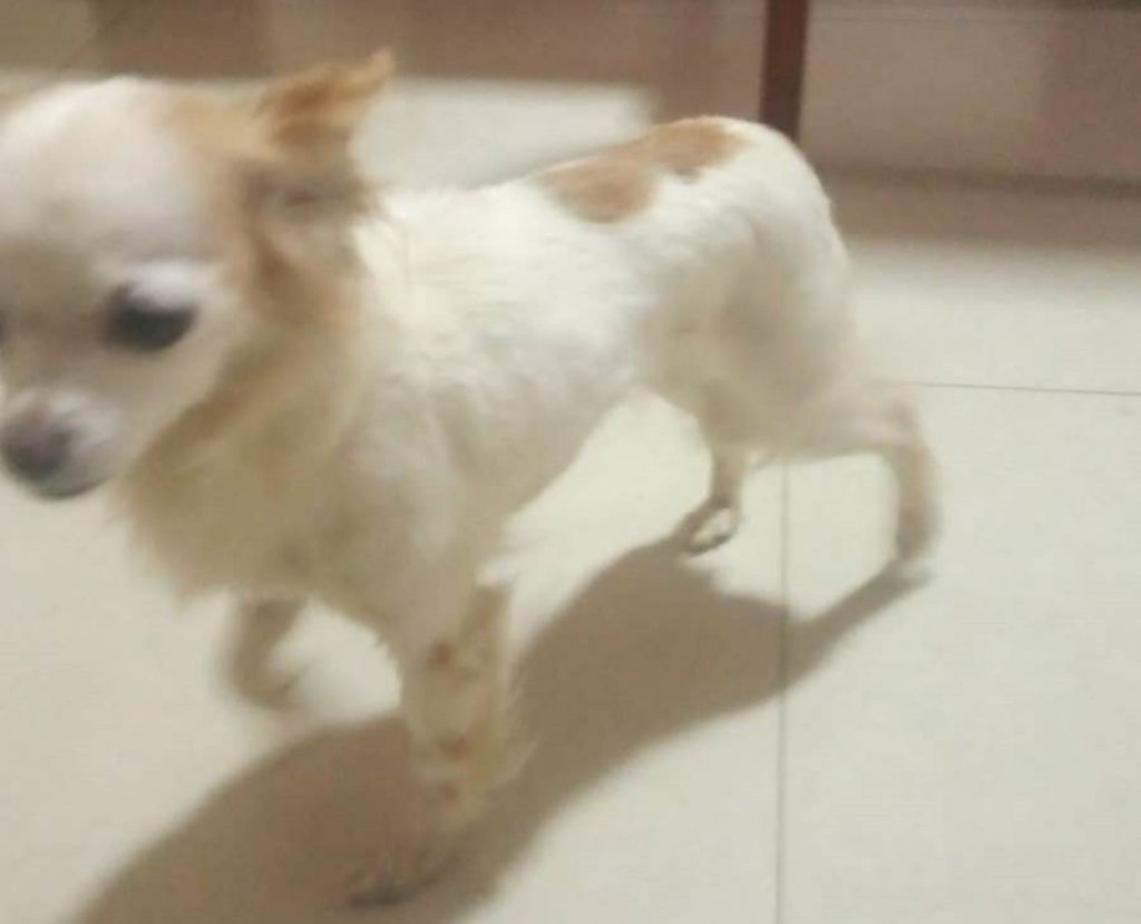 Cachorrinha desapareceu próximo à FAG