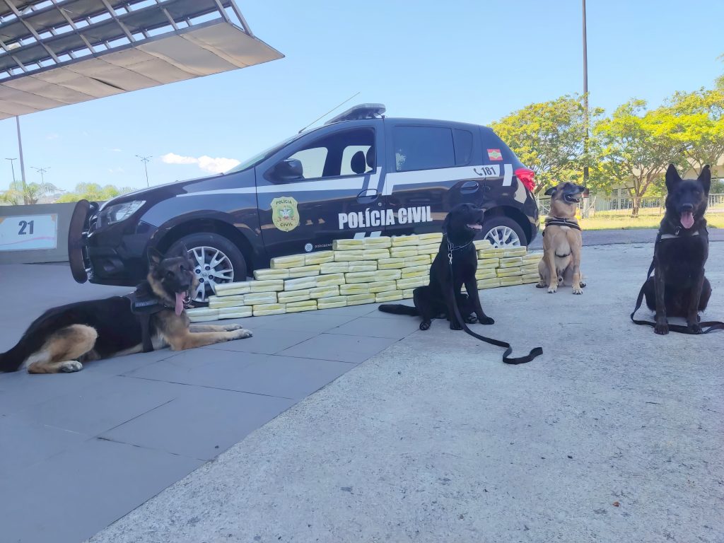 Polícia Civil utiliza cães e faz apreensão de carga de maconha em ônibus em Florianópolis