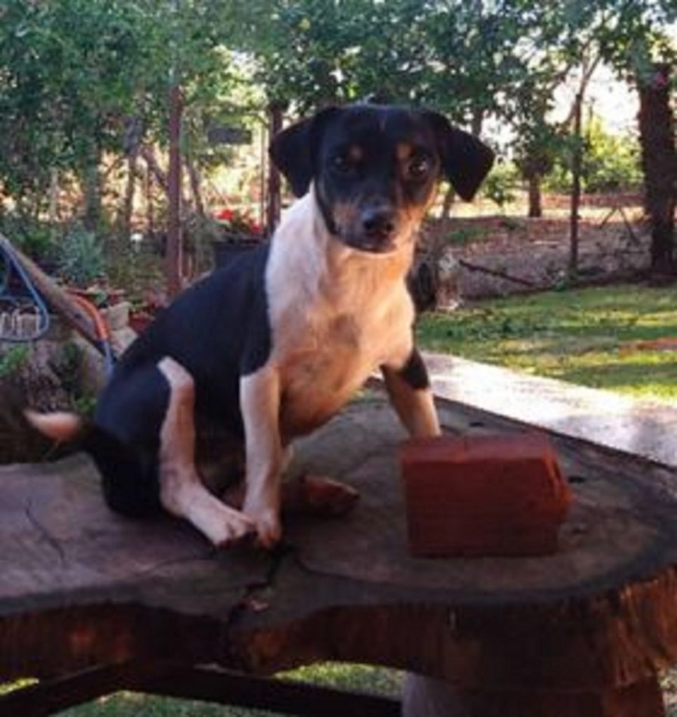Zeus está sendo procurado na região do Bairro Parque Verde