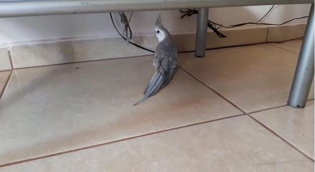 Calopsita foi resgatada no Claudete