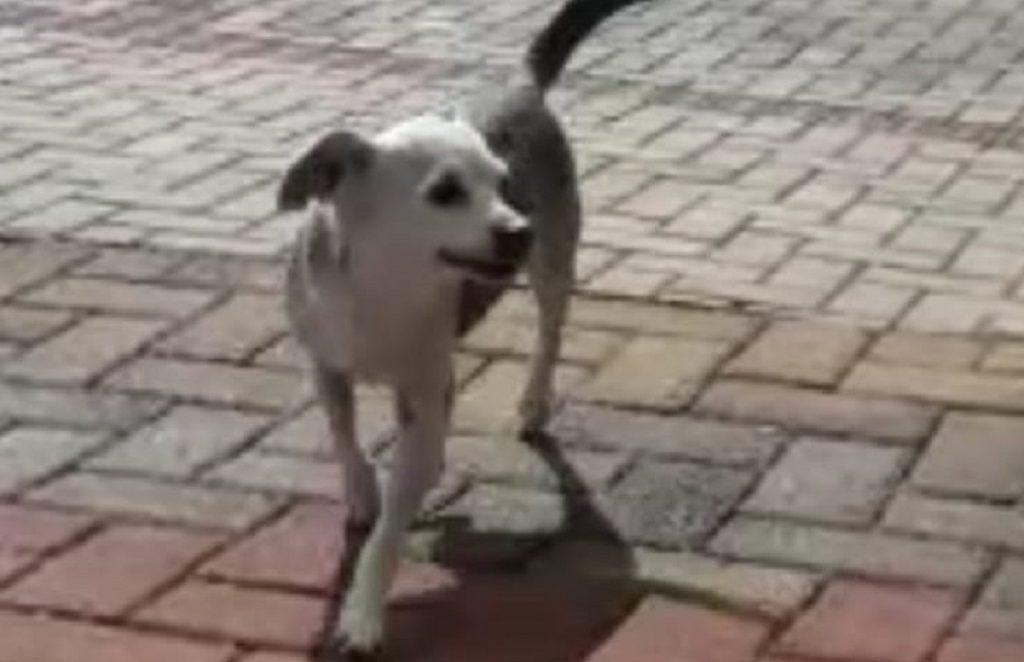 Cachorrinha sumiu no Bairro Alto Alegre; oferece-se recompensa