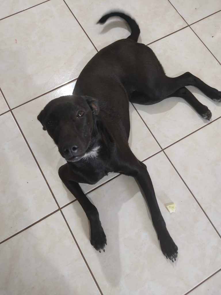 Internauta procura cachorra que fugiu de residência no Centro