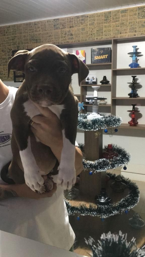 Internauta procura cachorrinha que pode ter sido furtada