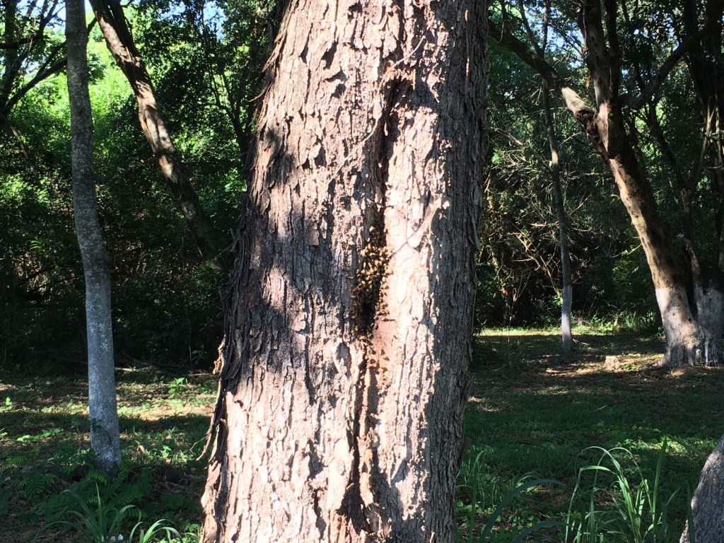 Abelhas atacam homem que recolhia recicláveis no Jardim União