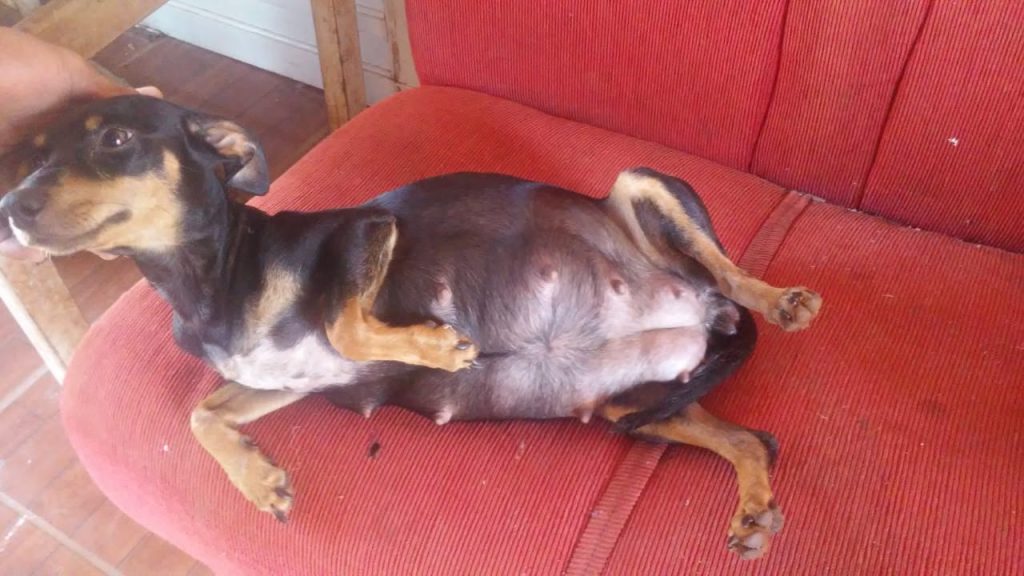 Internauta procura alguma clínica que possa realizar cirurgia para salvar cachorra prenha