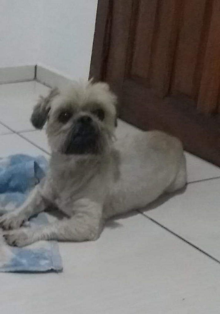 Internauta procura cachorro que sumiu na região do Maria Luiza