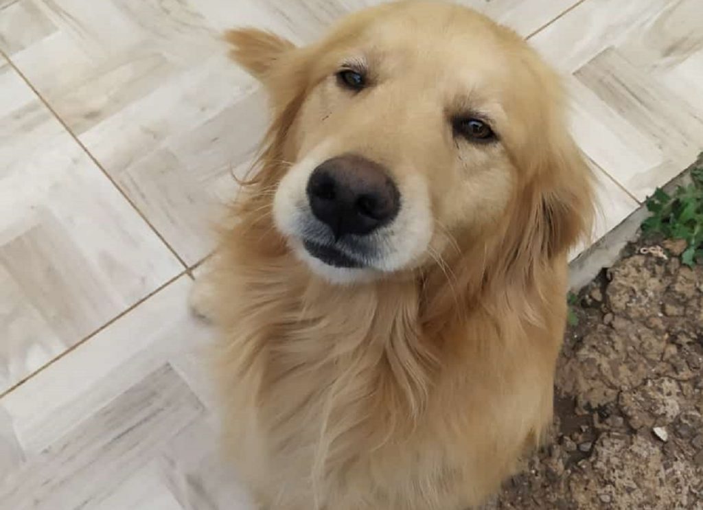 Cachorro “Boby” fugiu no Jardim Veneza e dona pede ajuda para encontrá-lo