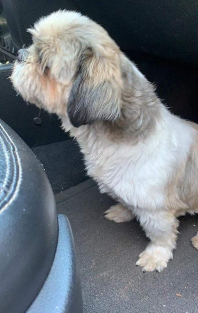 Cachorrinho sumiu no Veneza