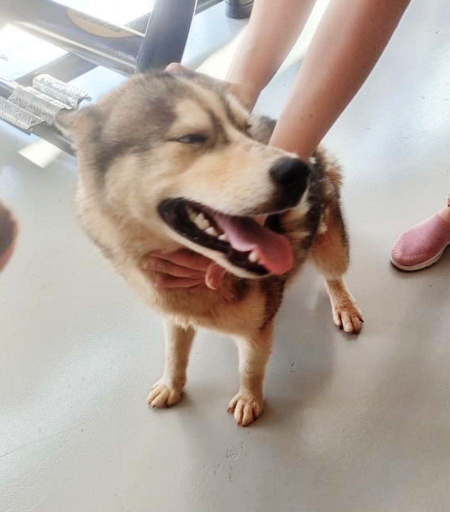 Husky Siberiano está desaparecido em Cascavel