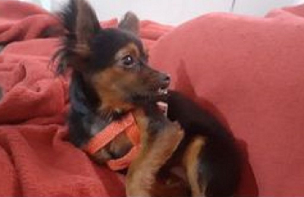 Internauta procura por cachorrinha que sumiu na região do Bairro Santa Felicidade