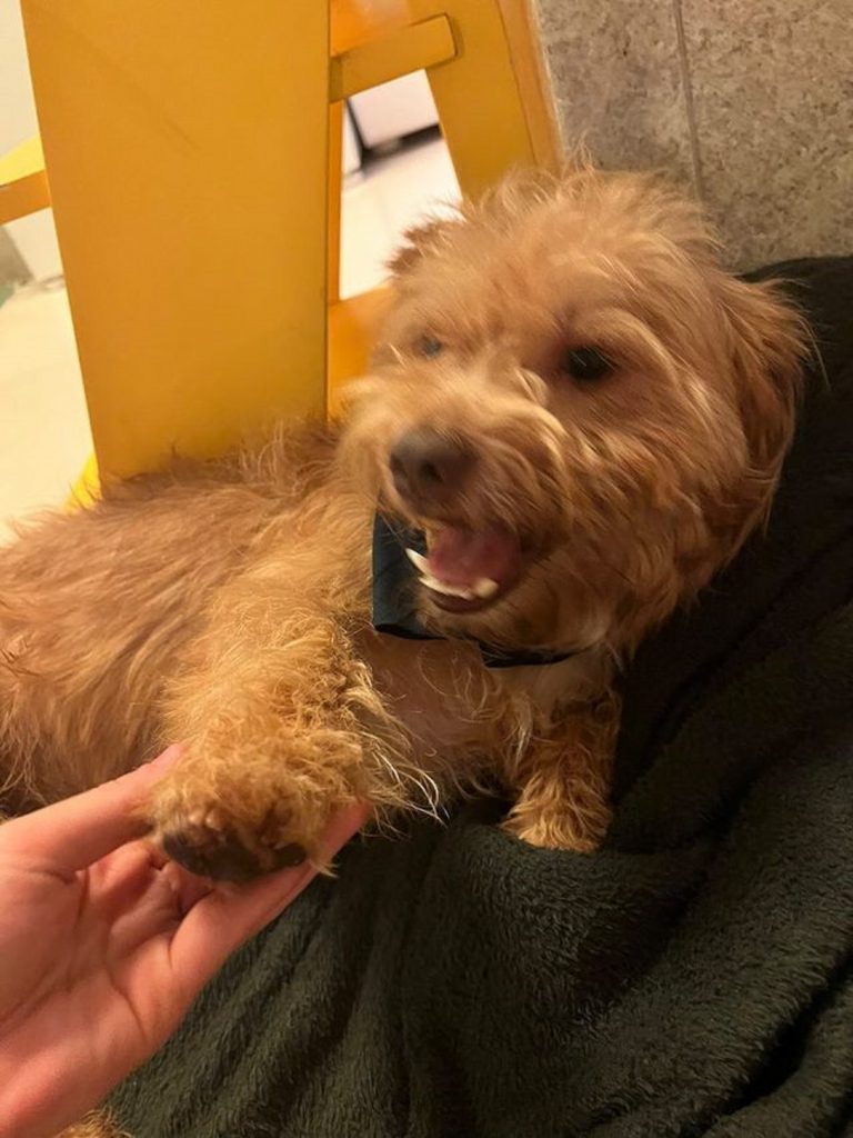 Internauta localiza cachorrinho e procura pelo dono