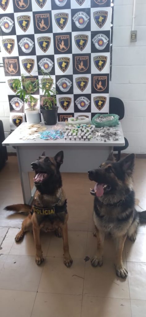 Com apoio de cães policiais, mais de 900 porções de drogas são apreendidas em casa abandonada