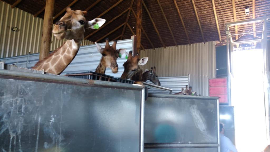 PF prende dois homens e apreende 15 girafas em um resort safari em Mangaratiba/RJ
