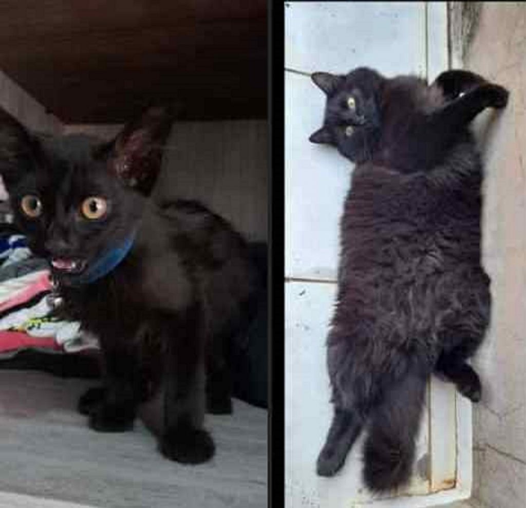 Gata desaparece e filhote é encontrado no Brasília