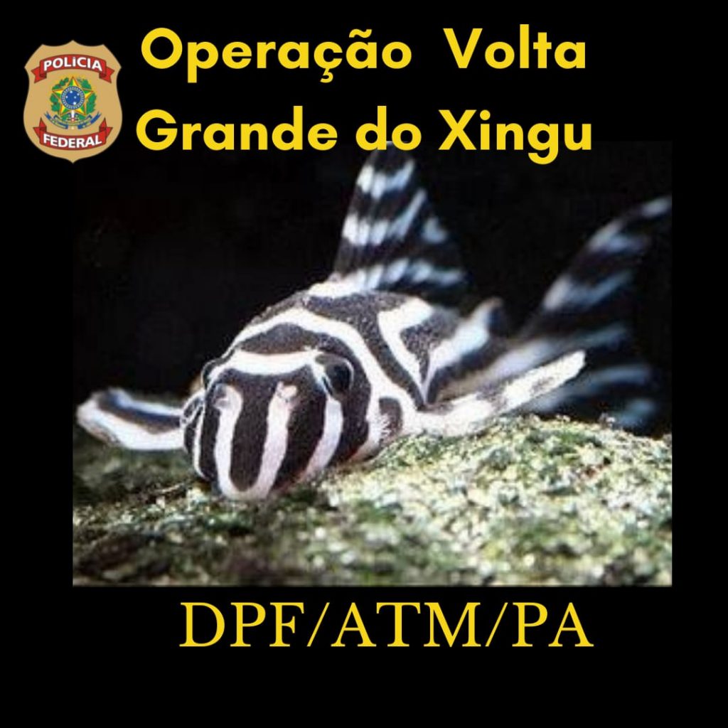 PF investiga esquema de tráfico internacional de peixes ornamentais no Pará