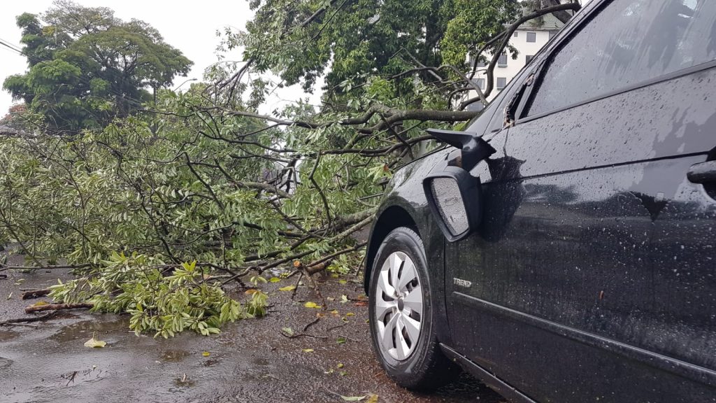 Árvore cai sobre carro na Neva