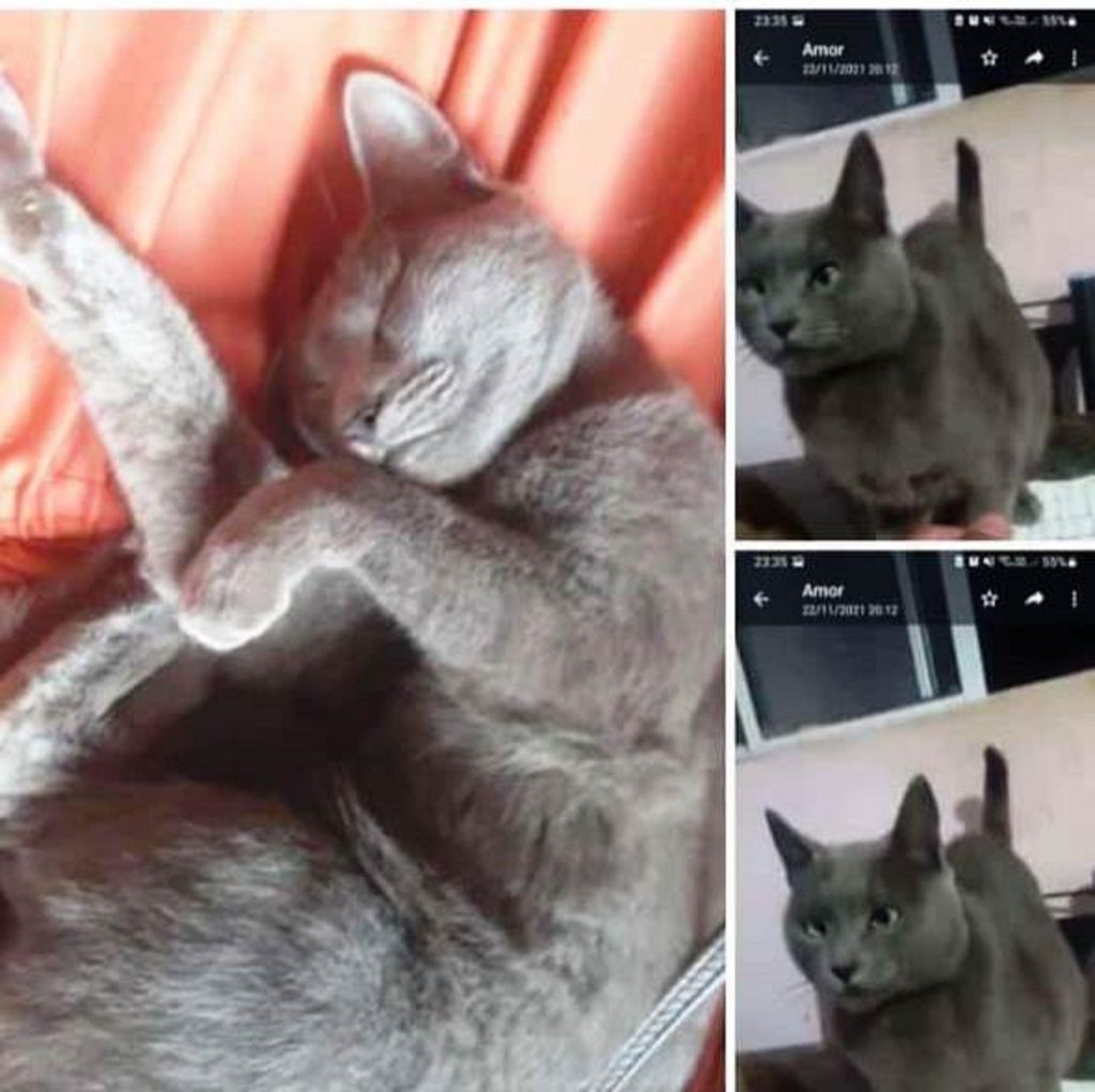 Gatinha Mimi sumiu no Colina Verde