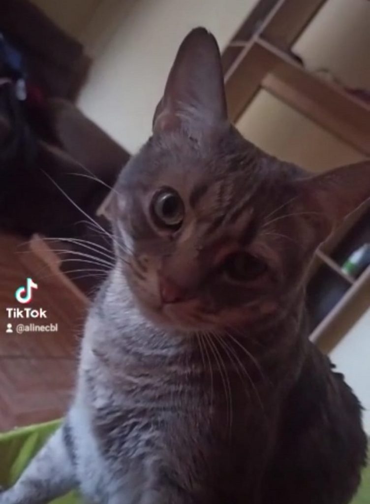 Gatinho sumiu no Bairro Brasília