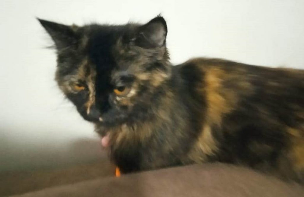 Gato é resgatado no Maria Luiza