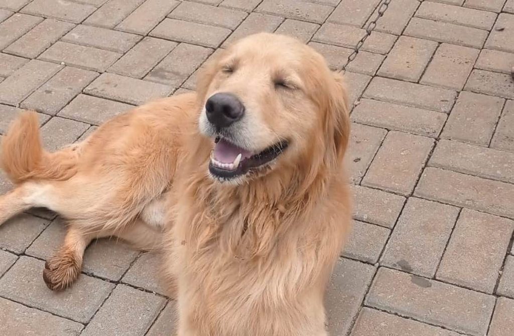 Cachorro é resgatado na Rua Áustria