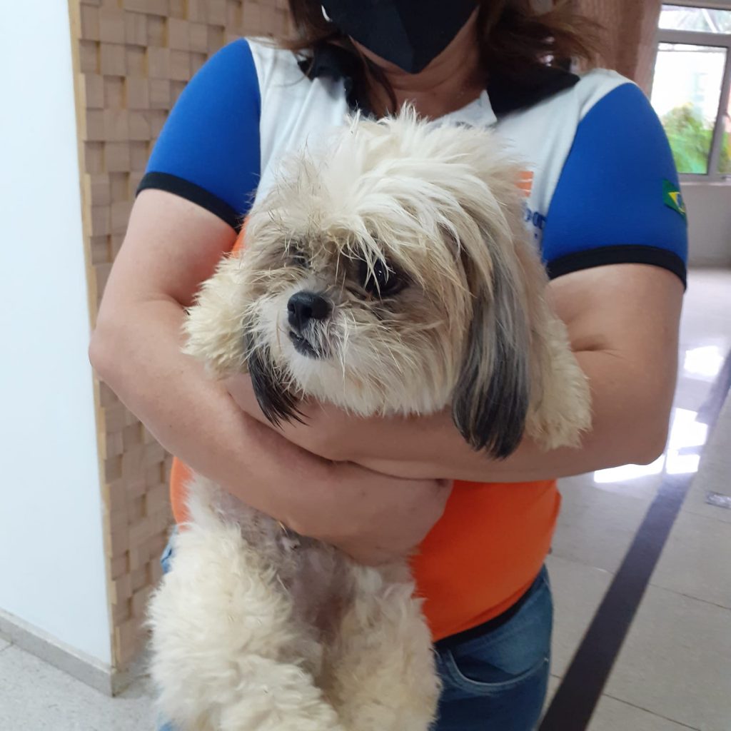 Cachorro é resgatado no Centro