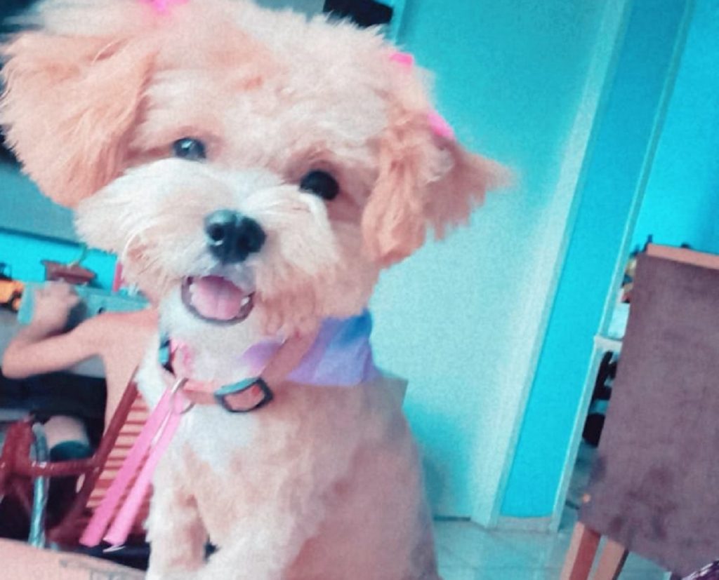 “Dora” está desaparecida e dona pede ajuda para encontrá-la