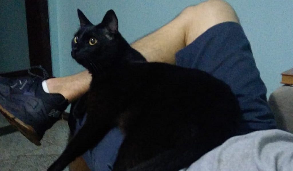 Gatinho de estimação está desaparecido no Bairro Neva