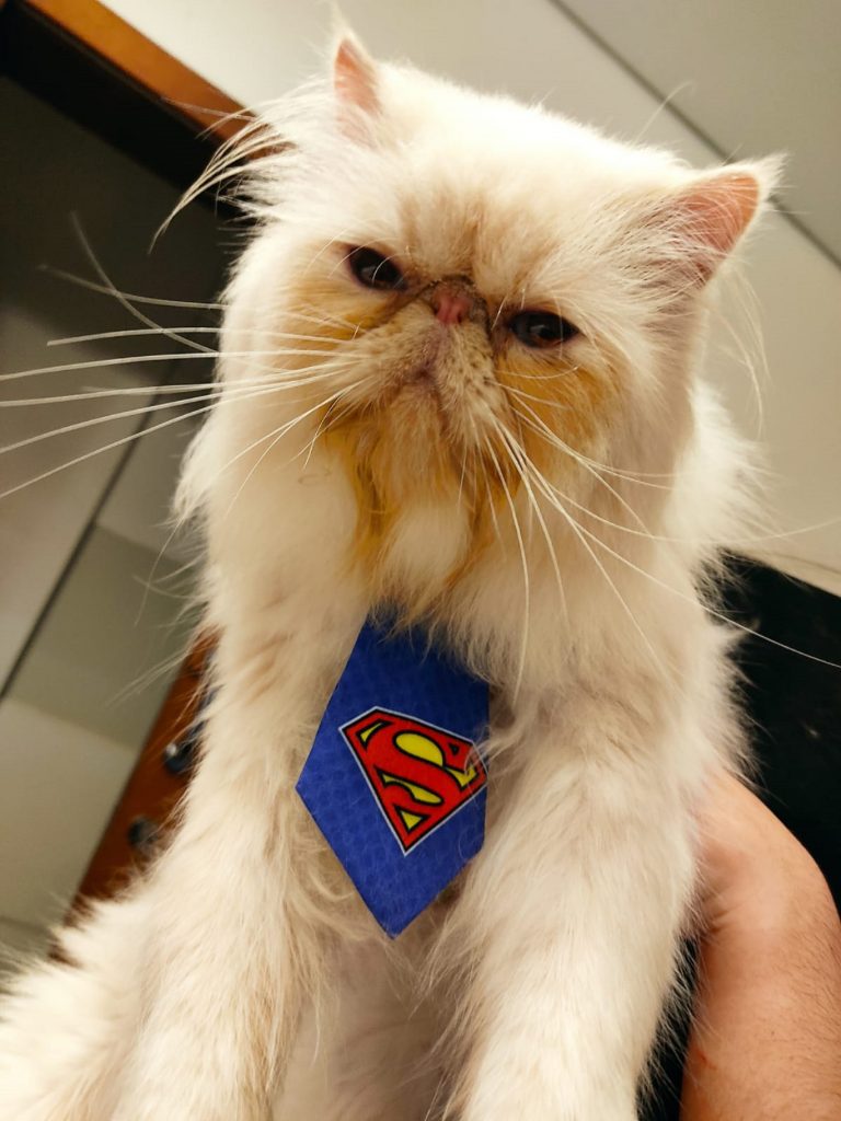 Internauta oferece recompensa para quem localizar gatinho que sumiu no Country