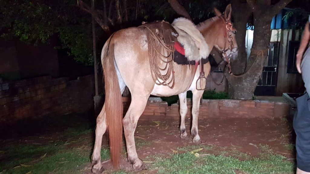 Homem de 50 anos cai de cavalo e fica desacordado no Parque São Paulo