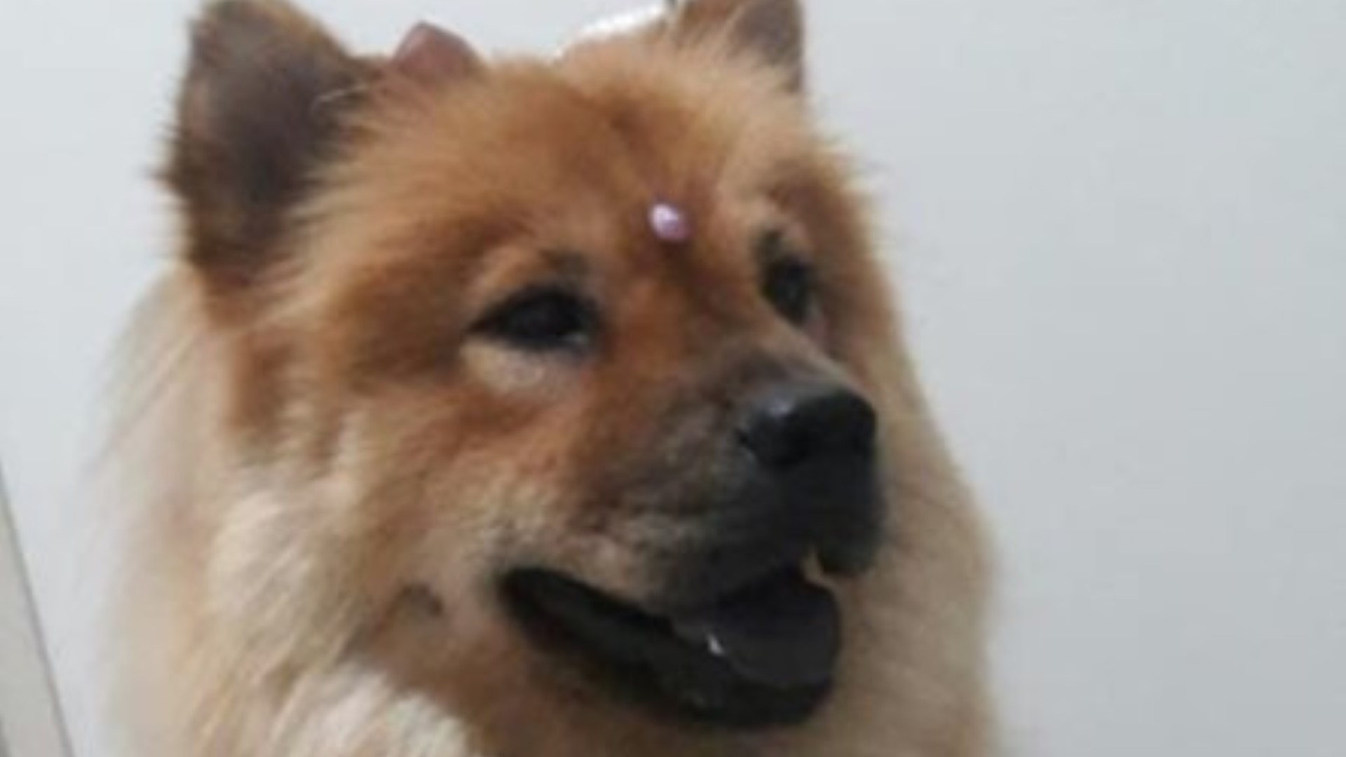 A Chow Chow “Lili” fugiu de casa, donos pedem ajuda para encontra-la Imagem referente a A Chow Chow “Lili” fugiu de casa, donos pedem ajuda para encontra-la