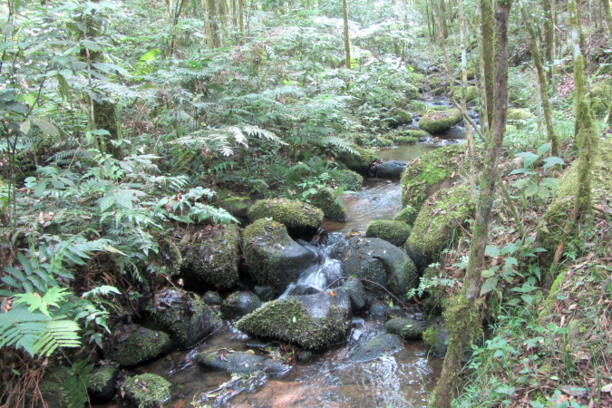 Com 315 Reservas Particulares do Patrimônio Natural, Paraná é referência em conservação Imagem referente a Com 315 Reservas Particulares do Patrimônio Natural, Paraná é referência em conservação