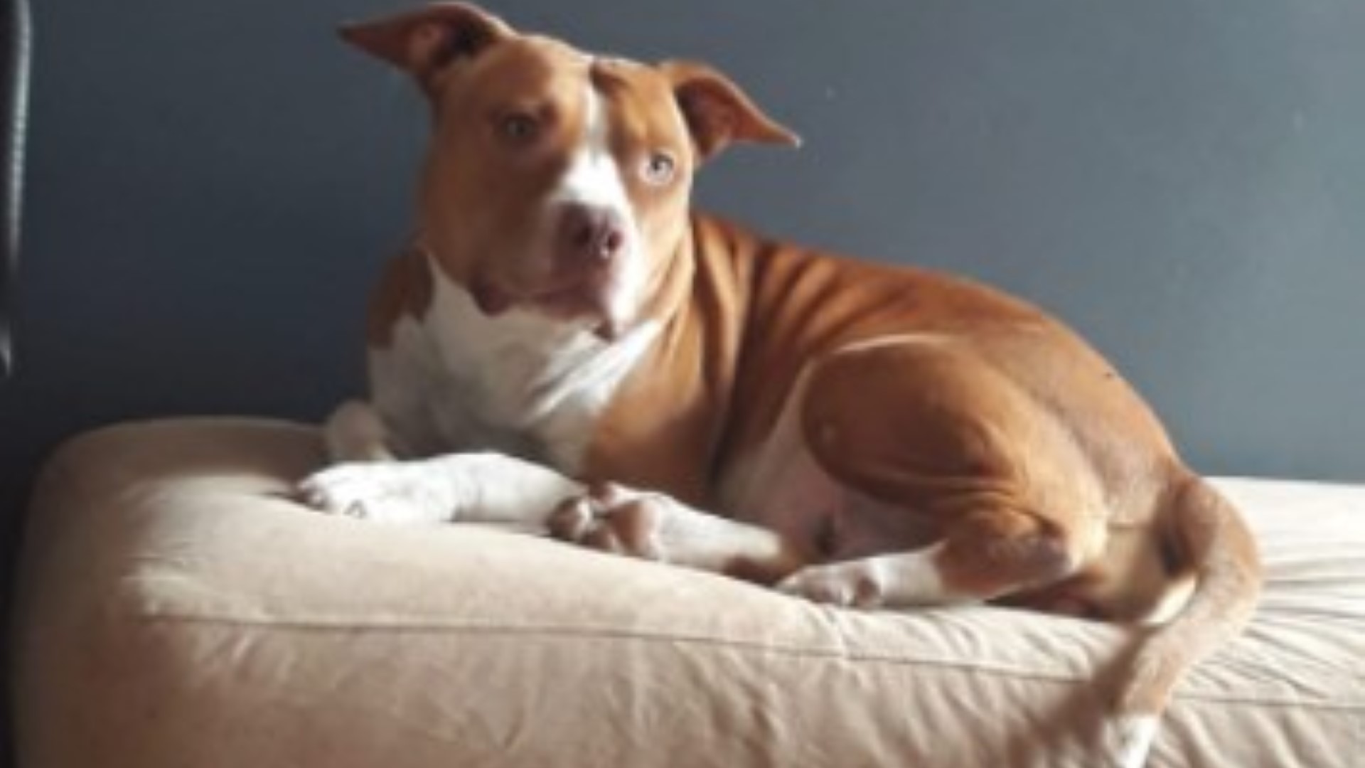 Cachorro da raça Pitbull está desaparecido Imagem referente a Cachorro da raça Pitbull está desaparecido