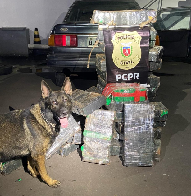 PCPR apreende 273 quilos de maconha e prende três traficantes em Umuarama