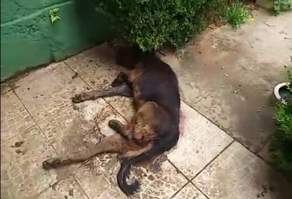 Dono de mercado é preso por maus tratos a cachorro de estimação