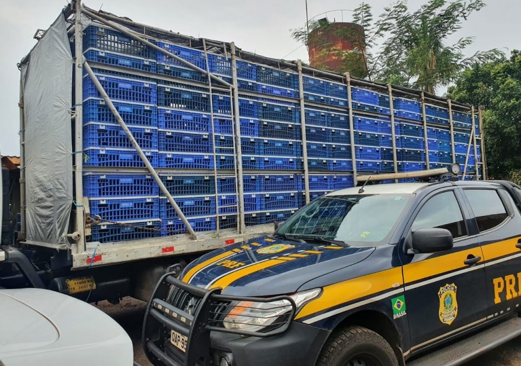PRF apreende aproximadamente 5 toneladas de maconha PRF apreende aproximadamente 5 toneladas de maconha