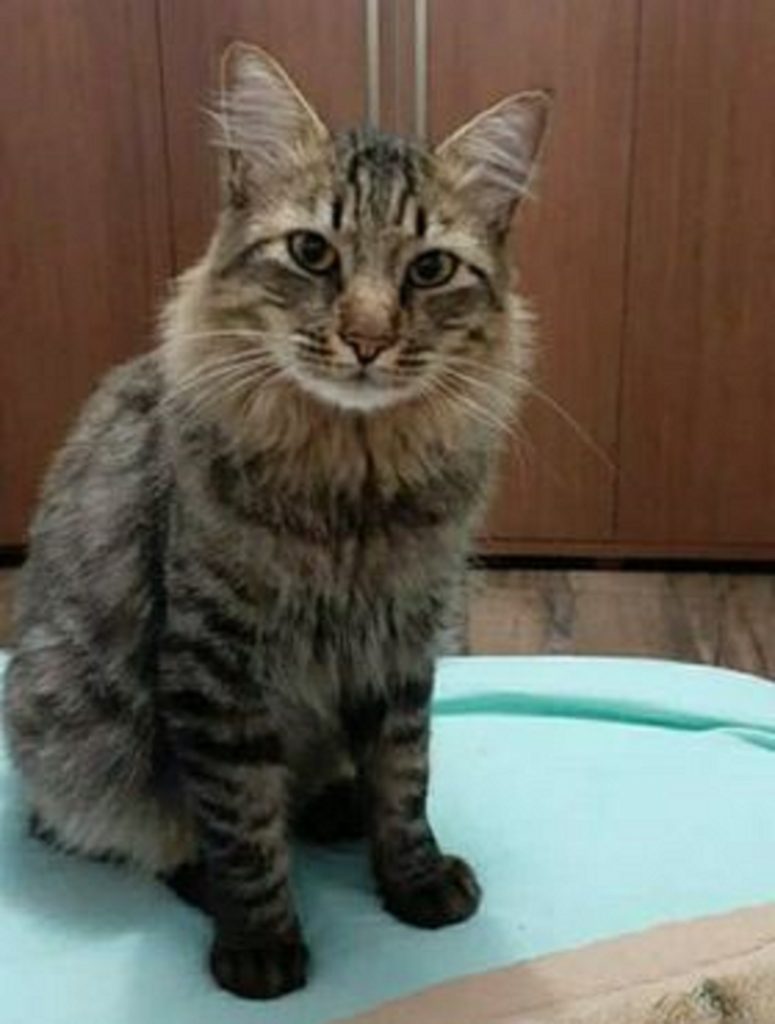 Gato Mimo sumiu no Cascavel Velho
