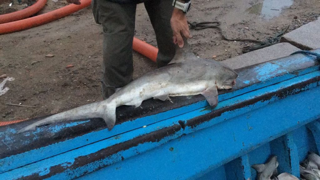Polícia Federal apreende embarcação com pescado proibido
