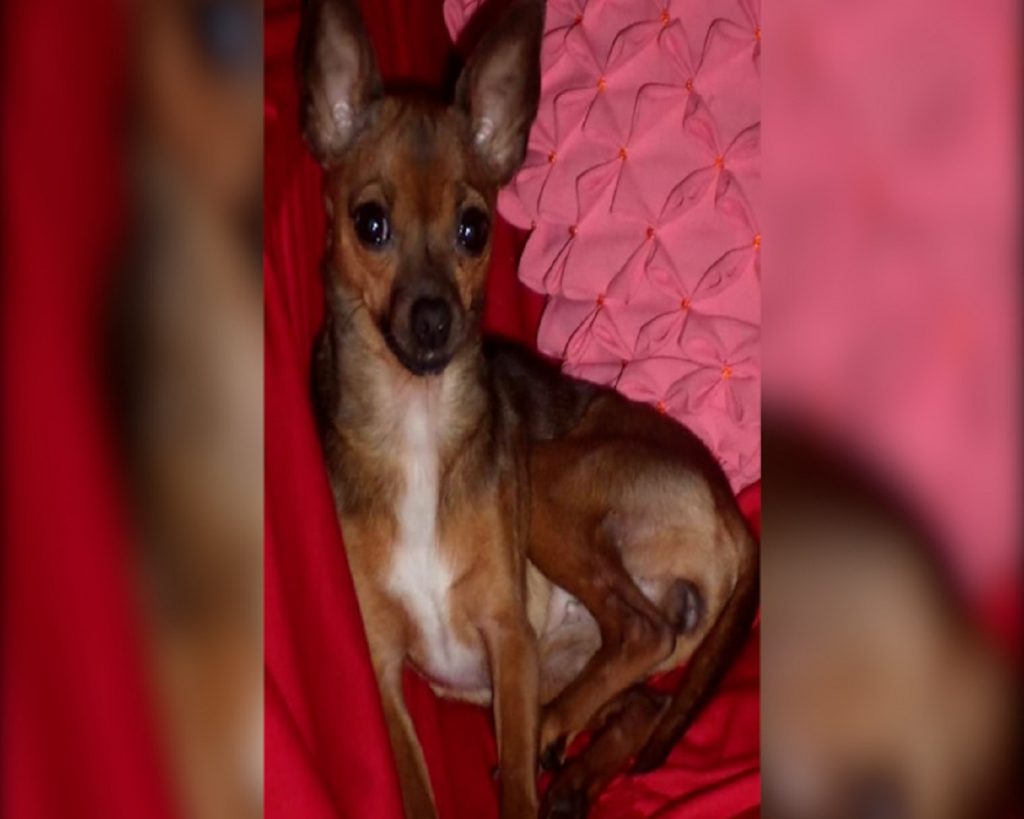 “Lulu” está desaparecida no Jardim Itália e recompensa de R$ 150,00 é oferecida a quem encontrá-la